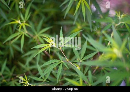 Marihuana oder Hanf Pflanzen in der Wildnis Stockfoto