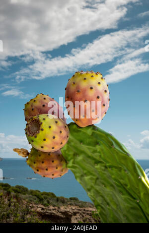 Cactus Zweig mit Kaktusfeigen, mit sonnigen seascape Hintergrund Stockfoto