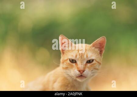 Glatten Haaren Ingwer Katze, Porträt, Nahaufnahme Gesicht mit einem interessanten Look, natürliche Hintergrund der Sommergarten in blur Stockfoto