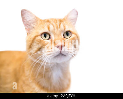 Eine orange Tabby inländischen Kurzhaarkatze mit seinem linken Ohr gespitzt, was darauf hinweist, dass sie kastriert oder sterilisiert und geimpft Stockfoto