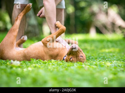 Eine glückliche rote Grube Stier Terrier Mischling hund Rollen auf dem Rücken und Bauch reiben von seinem Eigentümer Stockfoto