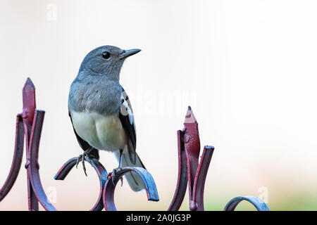 Weibliche orientalische Magpie Robin hocken auf einem Zaun in einem Abstand auf der Suche Stockfoto