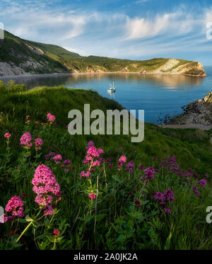 Lulworth Cove mit rotem Baldrian Wildblumen und kleinen Boot. Dorset. Jurassic Coast, England Stockfoto