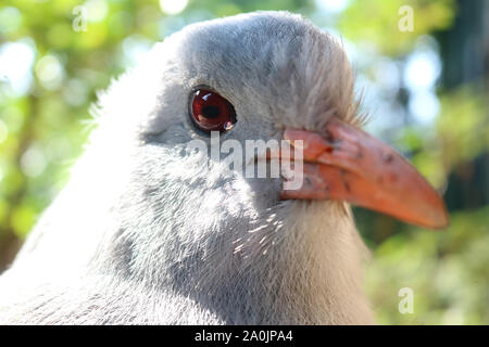 Leiter eine gefährdete und bedrohte seltene kagu (rhynochetos jubatus) im Quartal Vorderansicht Stockfoto