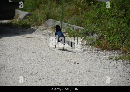 Ich habe diese Tiere Foto von einem Boat-Tailed struting Grackle wie es war durch einen Parkplatz auf dem schwarzen Punkt Wildlife Drive in Merrit Island. Stockfoto