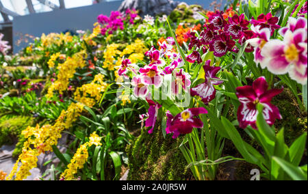 Blume im Garten durch die Bucht, Cloud forest Stockfoto