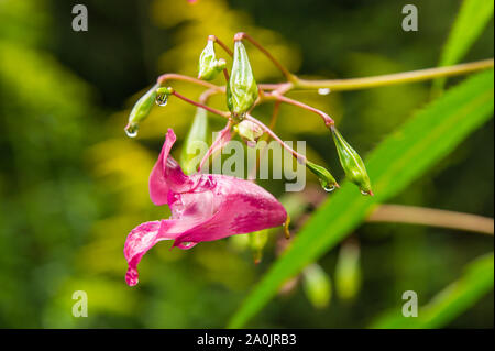 Nahaufnahme einer ungeduldig glandulijera mit Wassertropfen nach Regen. Stockfoto