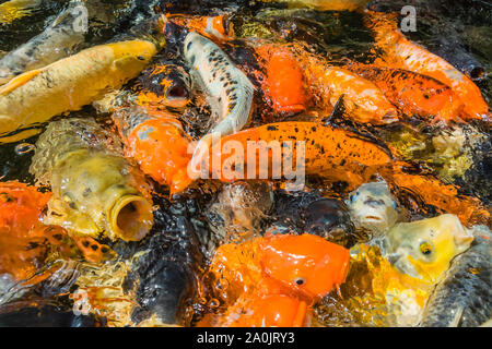 Viele farbenfrohe Koi Fische während der Fütterung Stockfoto