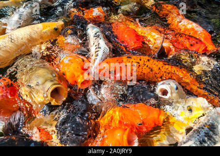 Viele farbenfrohe Koi Fische während der Fütterung Stockfoto