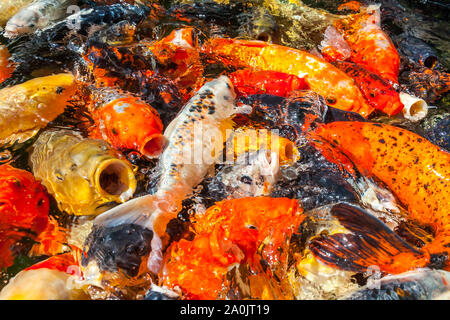 Viele farbenfrohe Koi Fische während der Fütterung Stockfoto