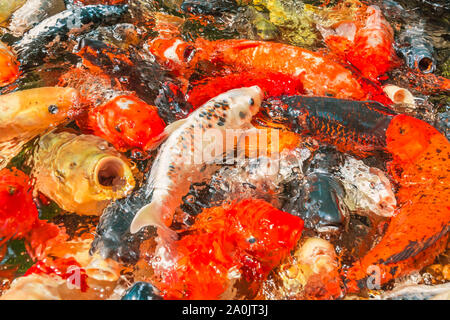 Viele farbenfrohe Koi Fische während der Fütterung Stockfoto