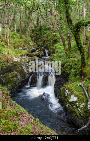 Cordorcan brennen Wasserfälle in den Wald von Cree Nature Reserve, Newton Stewart, Dumfries und Galloway, Schottland Stockfoto