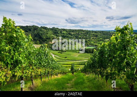 Deutschland, grüne Weinberge und Wald Natur Landschaft von oben an einem sonnigen Tag im Sommer mit fast reife Trauben Stockfoto