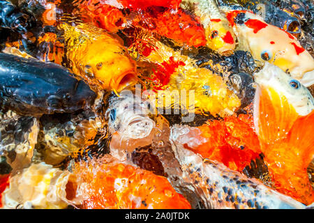 Viele farbenfrohe Koi Fische während der Fütterung Stockfoto