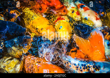 Viele farbenfrohe Koi Fische während der Fütterung Stockfoto