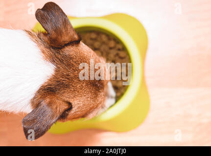 Von oben nach unten Blick auf Hund Kopf essen dogfood kibble aus Kunststoff Schüssel Stockfoto