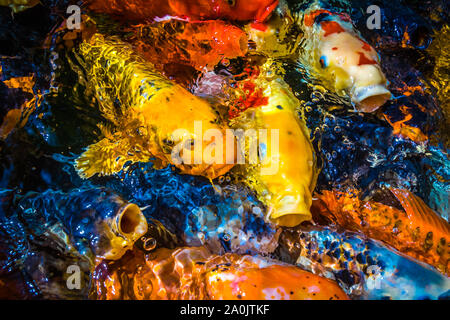Viele farbenfrohe Koi Fische während der Fütterung Stockfoto