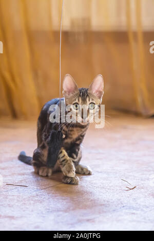 Eine reinrassige Bengal Katze mit einem schönen Färbung von Wolle sitzt und schaut in den orange-farbigen Zimmer Stockfoto