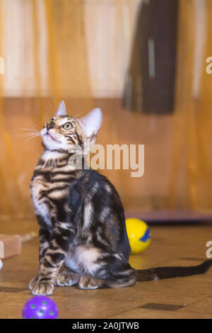 Eine reinrassige Bengal Katze mit einer schönen Farbe der Wolle spielt in der Farbe orange Zimmer mit Spielzeug. Stockfoto