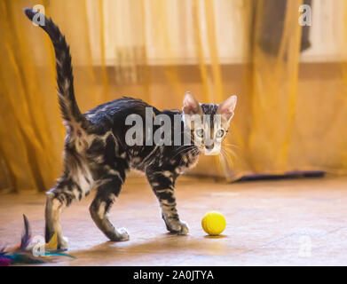 Eine reinrassige Bengal Katze mit einer schönen Farbe der Wolle spielt in der Farbe orange Zimmer mit Spielzeug. Stockfoto