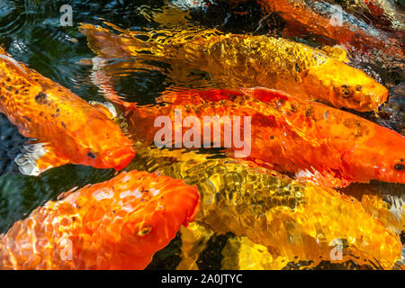 Viele farbenfrohe Koi Fische während der Fütterung Stockfoto