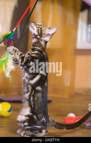 Eine reinrassige Bengal Katze mit einer schönen Farbe der Wolle spielt in der Farbe orange Zimmer mit Spielzeug. Stockfoto