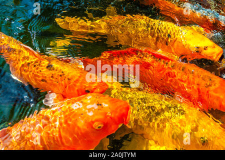 Viele farbenfrohe Koi Fische während der Fütterung Stockfoto