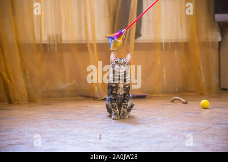 Eine reinrassige Bengal Katze mit einer schönen Farbe der Wolle spielt in der Farbe orange Zimmer mit Spielzeug. Stockfoto