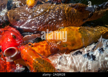Viele farbenfrohe Koi Fische während der Fütterung Stockfoto