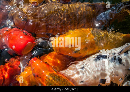 Viele farbenfrohe Koi Fische während der Fütterung Stockfoto