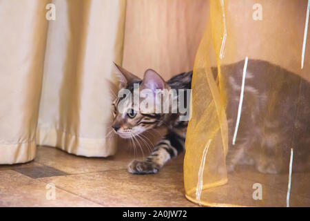 Eine reinrassige Bengal Katze mit einem schönen Mantel aus Wolle sitzt im Hinterhalt hinter einem Vorhang in einem orange Zimmer und Uhren Stockfoto