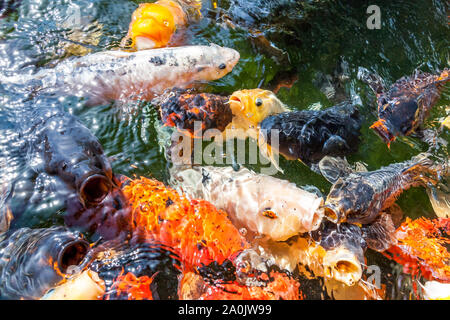 Viele farbenfrohe Koi Fische während der Fütterung Stockfoto