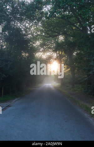 Morgennebel und Sonnenaufgang auf die unbenannte Straße nahe Ringshall, Ashridge Woods, Hertfordshire, September 2019 20. Stockfoto