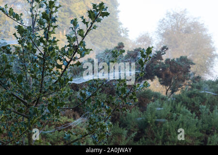 Morgentau auf spinnweben auf einem Holly Tree bei Ling Fahrt in der Nähe von Ringshall, Ashridge Woods, Hertfordshire, September 2019 20. Stockfoto