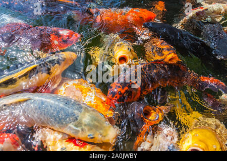 Viele farbenfrohe Koi Fische während der Fütterung Stockfoto
