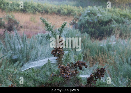 Morgentau auf spinnweben auf Gaze Buchsen bei Ling Fahrt in der Nähe von Ringshall, Ashridge Woods, Hertfordshire, 20. September 2019 Stockfoto
