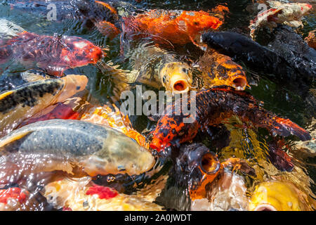 Viele farbenfrohe Koi Fische während der Fütterung Stockfoto