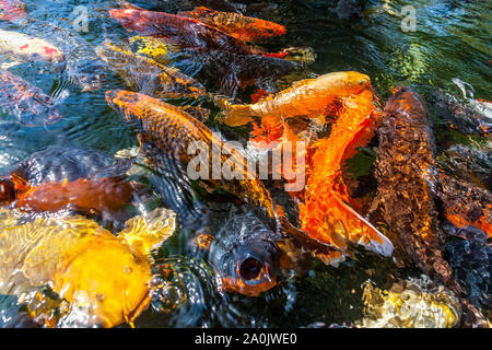 Viele farbenfrohe Koi Fische während der Fütterung Stockfoto