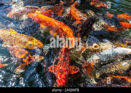 Viele farbenfrohe Koi Fische während der Fütterung Stockfoto
