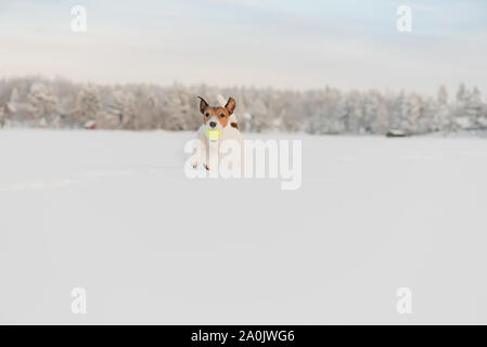Hund spielt mit Tennis ball Laufen und Springen in tiefem Schnee mit schönen Winterlandschaft an Hintergrund Stockfoto