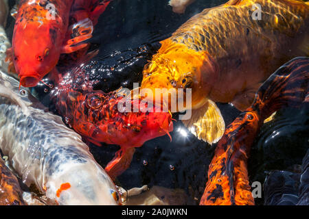 Viele farbenfrohe Koi Fische während der Fütterung Stockfoto