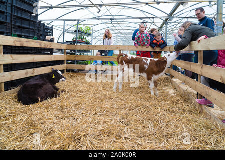 IJSSELMUIDEN, Niederlande - 6. APRIL 2019: Besucher eines landwirtschaftlichen Unternehmens genießen die jungen Kälber in einem offenen Kasten Stockfoto