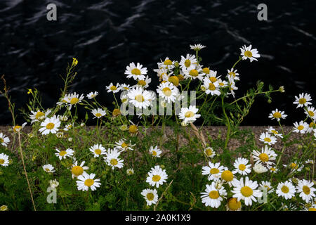 Wild Daisy Blumen wachsen auf einem Steg am Meer Stockfoto