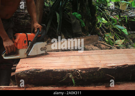 Foto von rechtlichen Logging, Kettensäge wird gestartet, während er auf einen großen Baumstamm im tropischen Regenwald. Stockfoto
