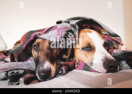 Zwei junge sleepy Hunde in Poncho gehüllt. Fox Terrier und Staffordshire Terrier hunde im Bett liegt, das Konzept von Freundschaft und Vertrauen zwischen zwei Haustiere Stockfoto