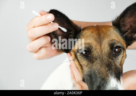 Menschliche Hand reinigt Ohr eines Hundes mit einem Baumwolle Ohres, die Ansicht zu schließen. Das Konzept der Pflege des Hundes Gesundheit und Hygiene, Ohr Hund Ohrenentzündung Stockfoto