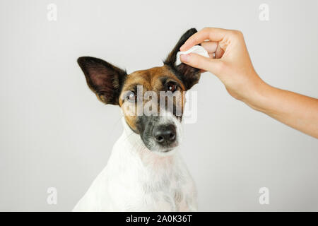 Menschliche Hand reinigt Ohr eines Hundes mit einem Wattepad. Das Konzept der Pflege des Hundes Gesundheit und Hygiene, Ohr Hund Ohrenentzündung und Entlastung Stockfoto