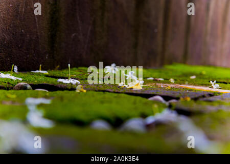 Moss Textur. Moss Hintergrund. Green Moss auf grunge Textur, Hintergrund hochauflösende Bilder Galerie. Stockfoto