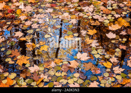 Blätter im Herbst in den kleinen Pool mit Himmel und Bäume widerspiegelt. Stockfoto