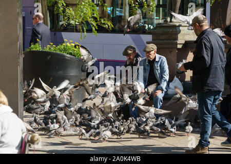 Ein älterer Mann mit Denim-Jacke und flacher Kappe füttert Tauben in einem Park im Zentrum von Leeds, West Yorkshire, England, Großbritannien. Stockfoto